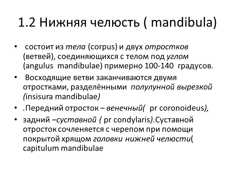 1.2 Нижняя челюсть ( mandibula)  состоит из тела (corpus) и двух отростков (ветвей),